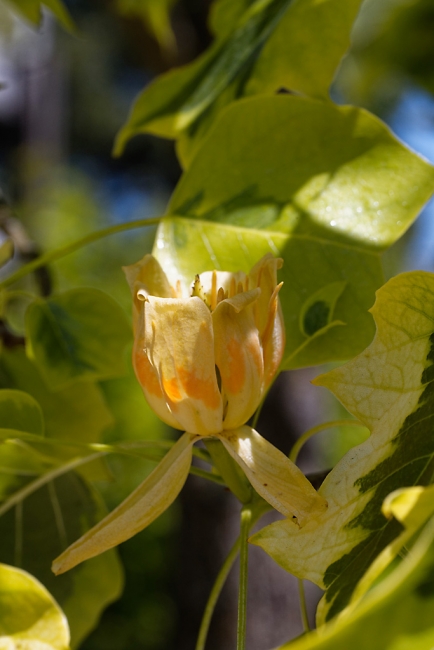 Jardin Botanique de la Bastide-039